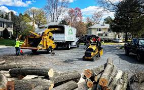 How Our Tree Care Process Works  in  Nedrow, NY