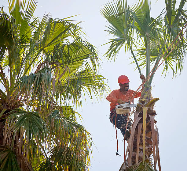 Nedrow, NY Tree Services Company
